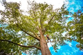 Best Firewood Processing and Delivery  in Midland Park, NJ