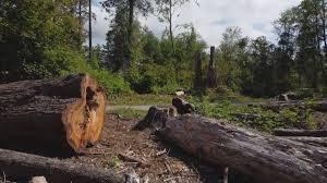 Best Tree Maintenance Programs  in Midland Park, NJ