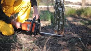 Best Tree Disease Treatment  in Midland Park, NJ