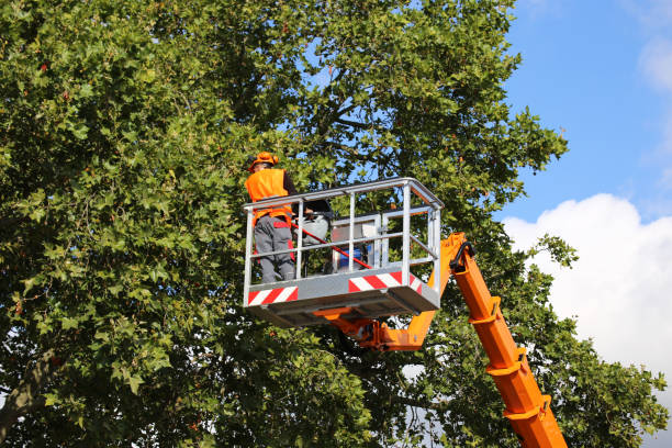 Best Weed Control  in Midland Park, NJ