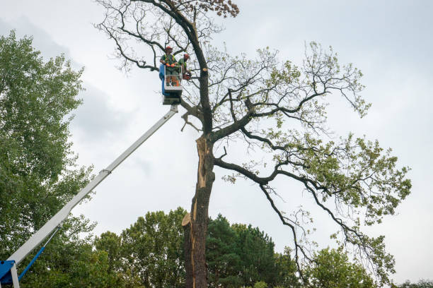 Best Lawn Maintenance Plans  in Midland Park, NJ