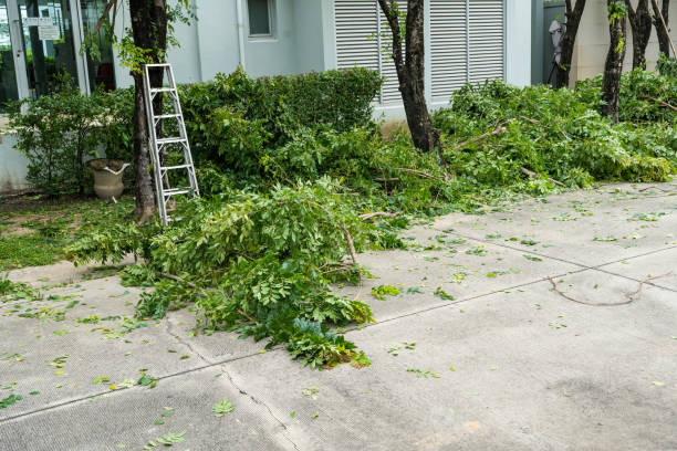 Best Emergency Tree Removal  in Midland Park, NJ