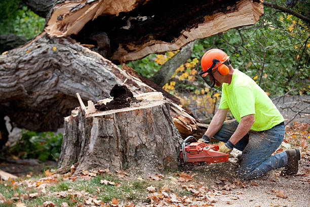 Best Tree Removal  in Midland Park, NJ