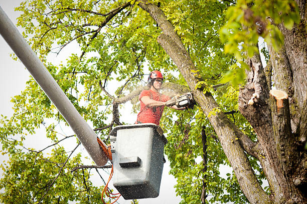 Best Utility Line Clearance  in Midland Park, NJ